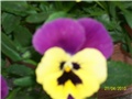 maćuhice - lat. Viola x wittrockiana (multiflora)
